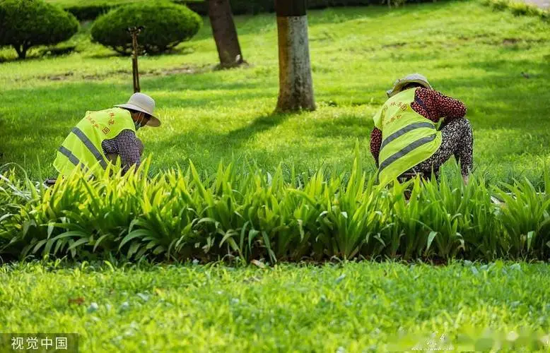 米乐m6官网：种植绿化草坪不再难：跟着我们的步骤轻松上手！