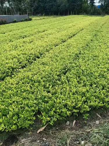 米乐：室内徒手无器械健身动作